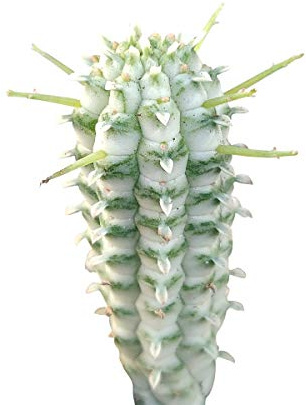 SUCCULENTS BOX | Unique Collection of Live Cactus Plants, Variegated Corn Cob Cactus (4 inch), Hand Selected, Rare Varieties for Gift or Home Decoration