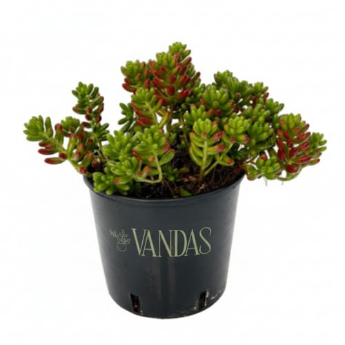 Vandas Sedum Rubrotinctum – Pianta Grassa Ornamentale | Vaso Diametro 15 cm, Altezza 27 cm | Foglie Rosso-Verdi e Fioritura Primaverile | Facile Cura | Made in Italy