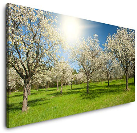 Wiese mit Apfelbäumen 120x 60cm Panorama Leinwand Bild XXL Format Wandbilder Wohnzimmer Wohnung Deko Kunstdrucke