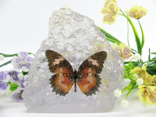 In Kunstharz gegossene Schmetterlinge, Insekten, Skorpione und mehr. Briefbeschwerer, Icemountain, nicht scharfkantig (Schmetterling 15)