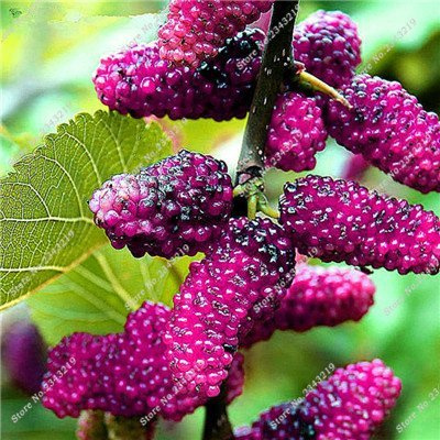Fruits Rares Et Juteux Framboise Mûre Baies Noires Graines Délicieuses Fruits Plantes Pots Fleuris Rue Des Fleurs