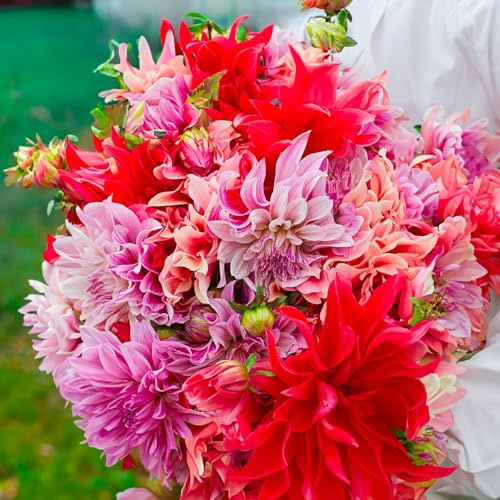 DAHLIEN-Zwiebeln (Knollen) | Zwiebeln von den besten niederländischen Produzenten | Auswahl und Qualitätskontrolle | Garantierte Blüte. (3 Dahlien Labyrinth Bouquet Collection 100cm)