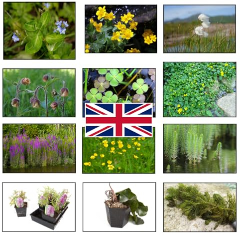 Lincolnshire Pond Plants Ltd - Native Pack Potted