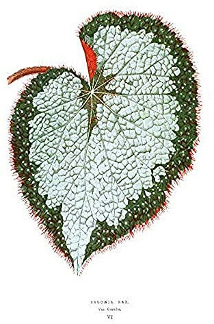 Wee Blue Coo Leaf Begonia Rex Var Grandis Art Print Canvas Premium Wall Decor Poster