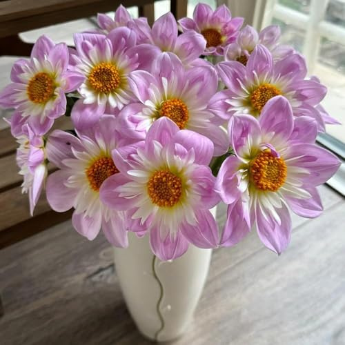bulbos de dalia son resistentes de balcón resistentes decoracion Acónitos invierno bulbos perennes, 10pcs