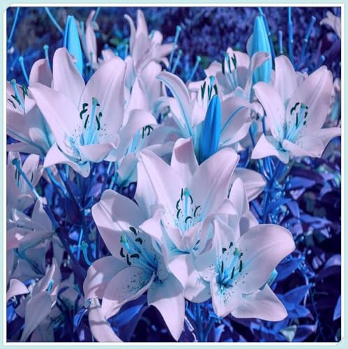 Lilium,Lirio Blanco/naturales/Embellecer el entorno,horticultura,Decoración Del jardín.-2Pcs-O