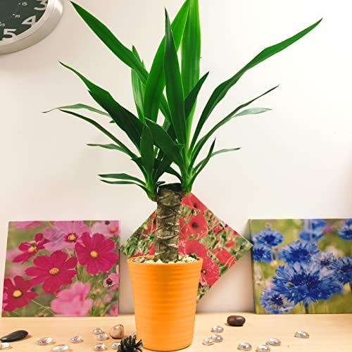 Easy Plants 1 Spineless Yucca House Plant in Ceramic Self Watering Pot