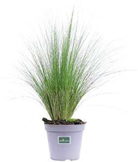 Pianta di Stipa Tenuissima Tenuifolia Pianta di Capelli di Angelo pianta da esterno pianta graminacea pianta ornamentale pianta vera di Stipa venduta da eGarden.store (Vaso 14 cm)