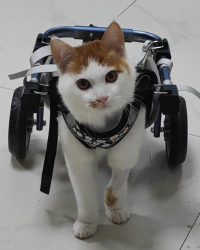 Oracra Hunderollstuhl Zweirädriger Katzenrollstuhl mit Hinterbeinen, Hunde-Assistenzschiene, Verstellbar für Lähmungen, Gehhilfe für Haustier-Kinderwagen(XS)