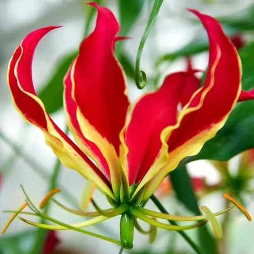 9bulbi di giglio di fiamma, freschi, decorazione del giardino esterno giglio torcia resistente precoci, selvatici