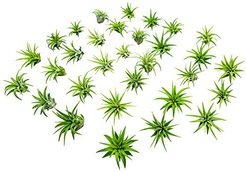 Fairy Garden Tillandsia Air Plants Live Indoor Plants (100PK), Terrarium Plants Live Houseplants Fairy Garden Accessories, Live Plants Indoor Fairy Garden Kit, Air Plant Lover Gifts by Plants for Pets