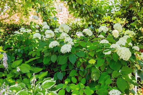 Hydrangea arborescens 'Grandiflora' 40-60 cm – Winterhart, Mehrjährig, Pflegeleicht – Schneeballhortensie – Zierstrauch für Garten & Beet