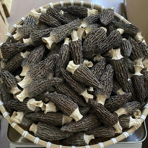 Semillas de hongo morilla, semillas de jardín regalos para jardineros cultivo de hongos comprar micelio de hongos de jardín de rocas resistentes de invierno 250pcs
