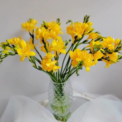 bulbos de flores de fresia cobertura del suelo, perenne resistente bulbos de fresia flores frescas, adornos de jardín para exterior flores de jardin, articulos de jardineria plantas de 3pcs