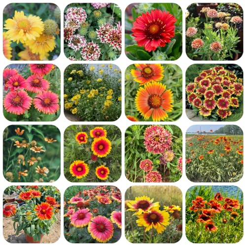 semillas de manta, gaillardia, para bancales elevados de cubierta perenne resistente de jardín 600pcs