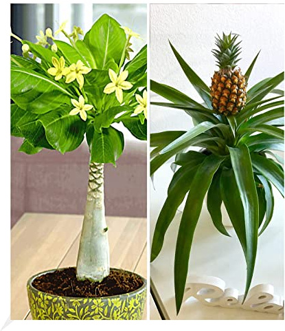 BALDUR Garten 2er Zimmerpflanzen-Mix Südsee, Pflanzen im 12 cm-Topf | 1 Pflanze Hawaii-Palme und 1 Pflanze Ananaspflanze Corona, blühende Zimmerpflanzen, mehrjährig - frostfrei halten