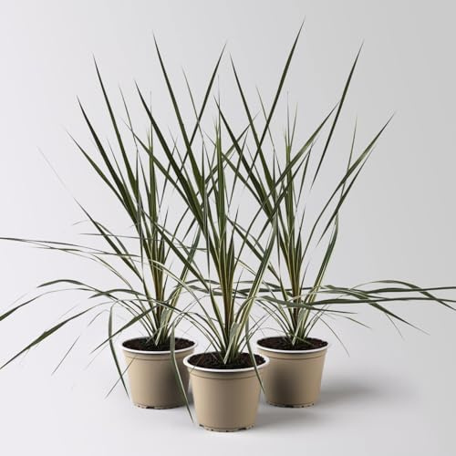 Keulenlilie 'Variegata', grün-weiß, Topf-Ø 13 cm, 3 Pflanzen