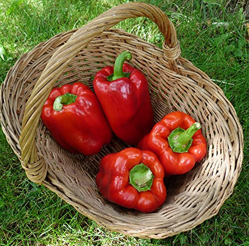 Lot de 50 Graines de Poivron California Wonder Brouillon - Variété Très Productive - Chair Savoureuse et Parfumée - Chair Tendre et Sucrée - Qualité Gustative et Reproductive.