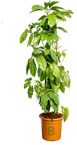Bonplants Schefflera Amate, Pianta XL Decorativa (Vaso 30, h 180 cm)