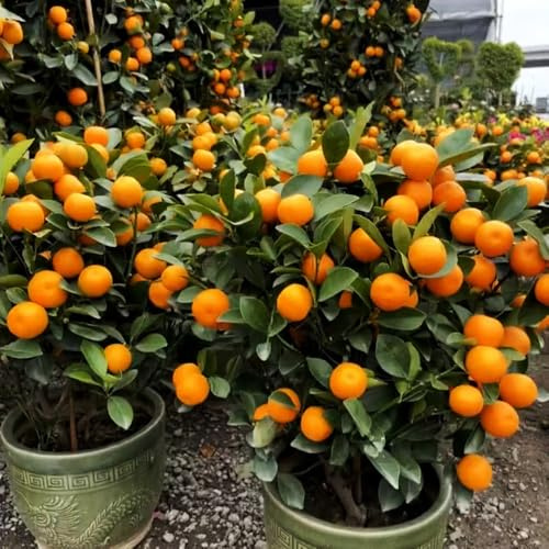kumquat balkongarten obstpflanzen zwergobstbäume säulenobst säulenobstbäume bonsai topf spalierobst pflanzensamen baumsamen exotische zimmerpflanzen topfpflanzen draußen winterhart 65samen