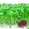 5000 piezas Semillas de brócoli orgánicas - Semillas de coliflor semillas de brócoli - semillas de brócoli Semillas de hortalizas resistentes germinar semillas plantas vegetales Set