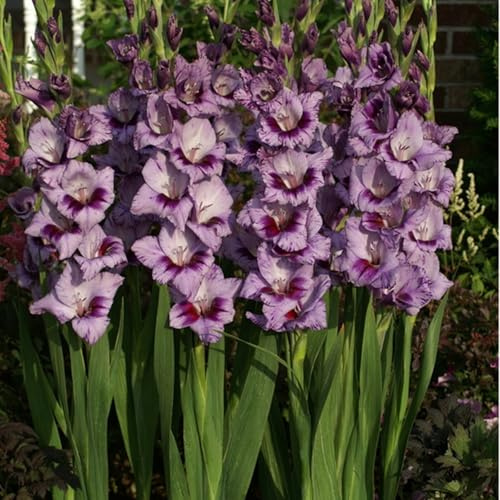 Bulbi di gladioli/miste/Radici selezionate di hosta/resistenti al freddo e alla siccità/adatte per la decorazione di giardini e balconi【NVNJHJN】-5 bulbi-E