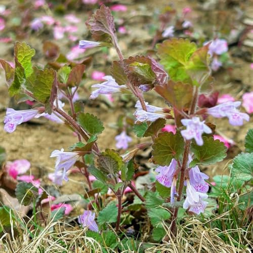 semi di edera terrestre per giardinieri: semi di resistenti Decorazioni giardino per esterni, varietà antiche 300semi
