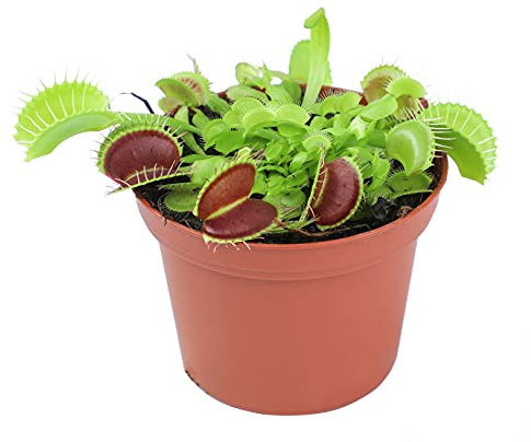 Non-Toxic Live Venus Fly Trap, Pet Safe Plant for Cats & Dogs, Dionaea Muscipula, Carnivorous Plants for Terrariums, Real Houseplants, Fun for Kids, 3 in. Pot