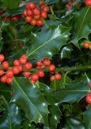 Ilex Aquifolium inglese Holly jocad (100 semi)