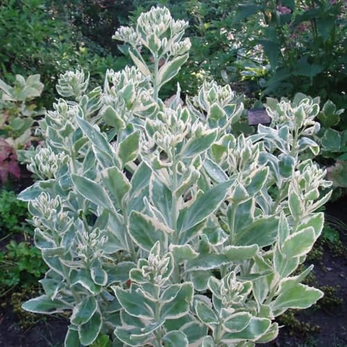 Semillas de sedum, de otoño resistentes de interior semillas de exóticas semillas de pradera de mariposas cobertura del suelo 120pcs