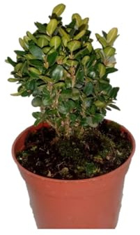 Buxus Sempervirens Arbusto Natural Perfecto para Crear Setos y Cercados