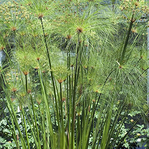 papyrus pflanze winterhart - Wasserpflanzen Zypergras samen - zimmerpflanze pflanzen topf dekoration wohnzimmer gewächshaus balkon exotische pflanzen 150 Stück