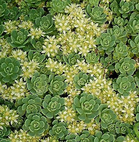 Rosetten Fetthenne - Sedum pachyclados - lebende Gartenpflanze aus den Baumschulen