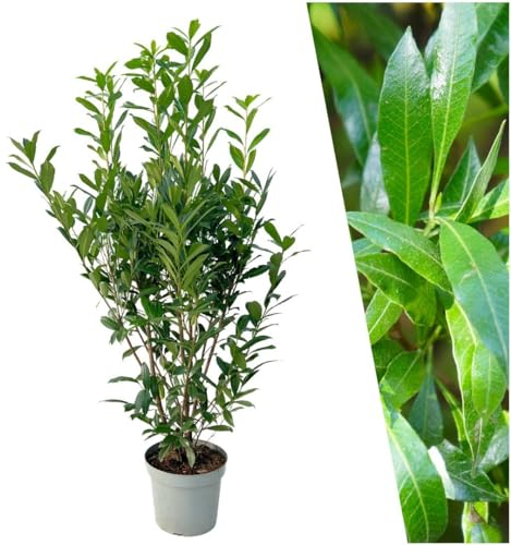 Plants by Frank | 20 Extra Große Kirschlorbeer Pflanzen Caucasica für 10 laufende Meter Hecken | ↨ 125-150 cm im 15 Liter Topf | Prunus Caucasica | Heckenpflanzen |Sichtschutz garten| Lorbeer Pflanze