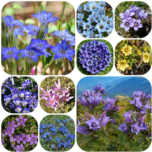 semi di genziana, giardino tappezzanti semi di genziana perenne resistente tappezzante perenni per aiuole rialzate 200pcs