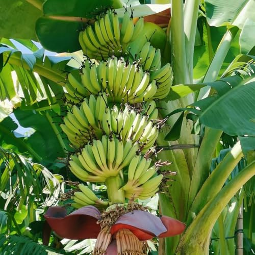 semillas de plátano de plátano, fresca, resistentes para balcón del plátano, resistentes al jardín 90pcs