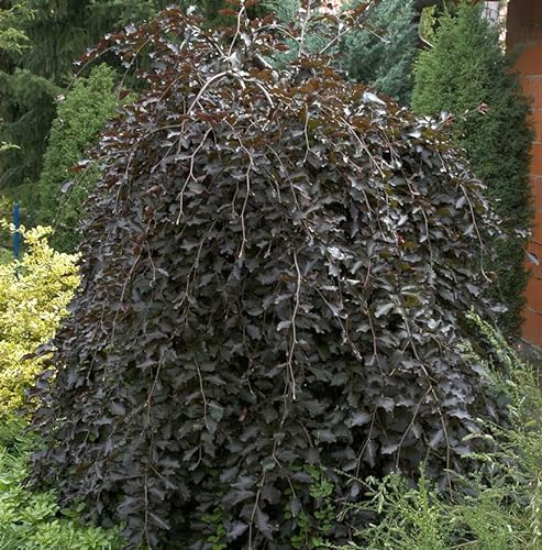 Schwarzrote Hängebuche 80-100cm - Fagus sylvatica - lebende Gartenpflanze aus den Baumschulen