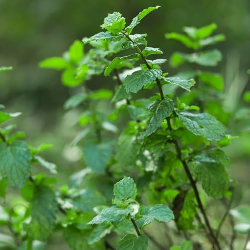 semi di menta verde perenne resistente, culinarie, d'appartamento di perenni, fresche da balcone, orto da interni 100pcs