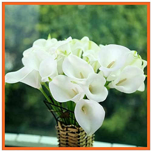 Calla Lily Bulbi Piacevole Piantare Fascino Graziosa Decorazione Perenne Balcone