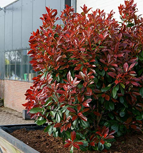 Glanzmispel Perfecta® 40-60cm - Photinia fraseri