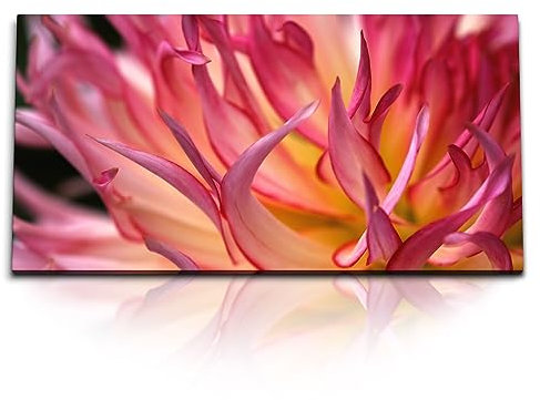 Paul Sinus Kunstdruck Bilder 120x60cm Dahlie Dahlienblüte Rosa Blume Nahaufnahme Blumenblüte