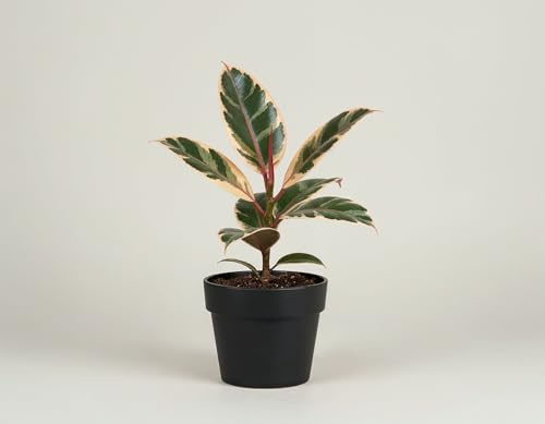 NatureHolic Ficus elastica Belize - Panaschierter Gummibaum mit Farbenspiel aus Cremeweiß, Rosa & Grün - Pflegeleichte Blattschmuckpflanze für Wohnzimmer, Regal & Fensterbank - 18 cm, im 9 cm Topf