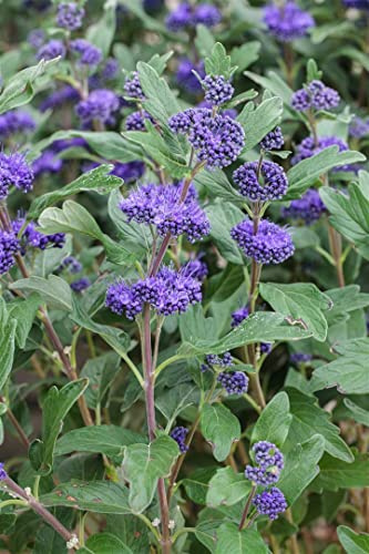 Caryopteris clandonensis 'Grand Bleu' 40-60 cm – Winterhart, Mehrjährig, Pflegeleicht – Bartblume – Zierstrauch für Beet & Kübel