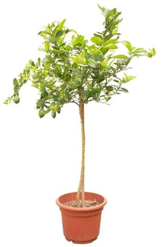 Citrus Limon Tu Árbol Frutal Ideal Para el Exterior del Hogar - Limonero