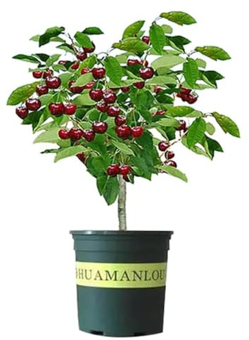 Black Cherry Fruit Tree Live Plant 2 Pack, 15-24 inch Tall -Prunus serotina, Great for Home and Garden Yard Planting.