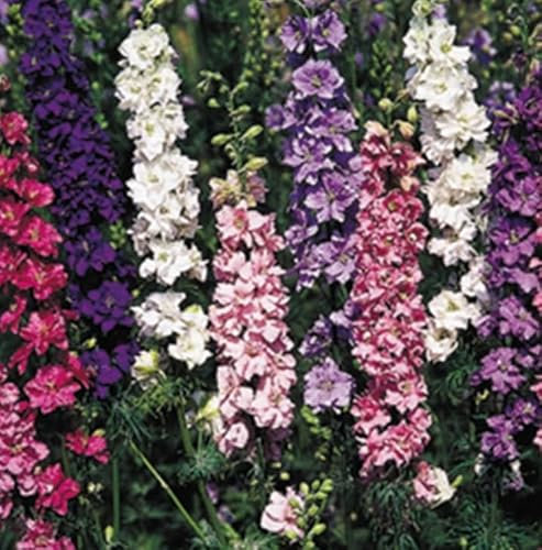 1 Pack of 300 SEEEDS Larkspur - Giant Imperial Mixed (Consolida ambigua)