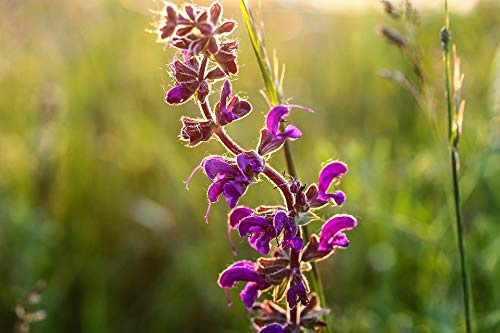 Field Plant Salvia Nature Purple Flower Meadow-20 Inch by 30 Inch Laminated Poster with Bright Colors and Vivid Imagery-Fits Perfectly in Many Attractive Frames