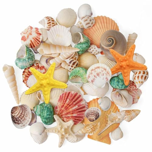 TENGWA snäckor blandade 200 g, 2–8 cm, dekoration, musslor med sjöstjärnor, havsskal, boho för fyllning av vaser, lämpliga för strandfester, bröllopsdekorationer, akvariedekorationer och gör-det-själv