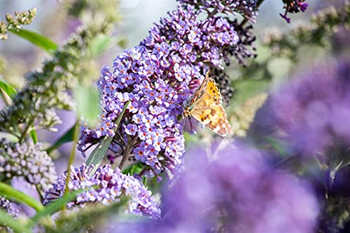 Buddleja davidii 'Lochinch' 40–60 cm – Winterhart, Mehrjährig, Pflegeleicht – Schmetterlingsflieder – Zierstrauch für Garten & Terrasse