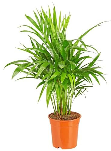 Areca Lutescens Natural Planta Ornamental de Interior
